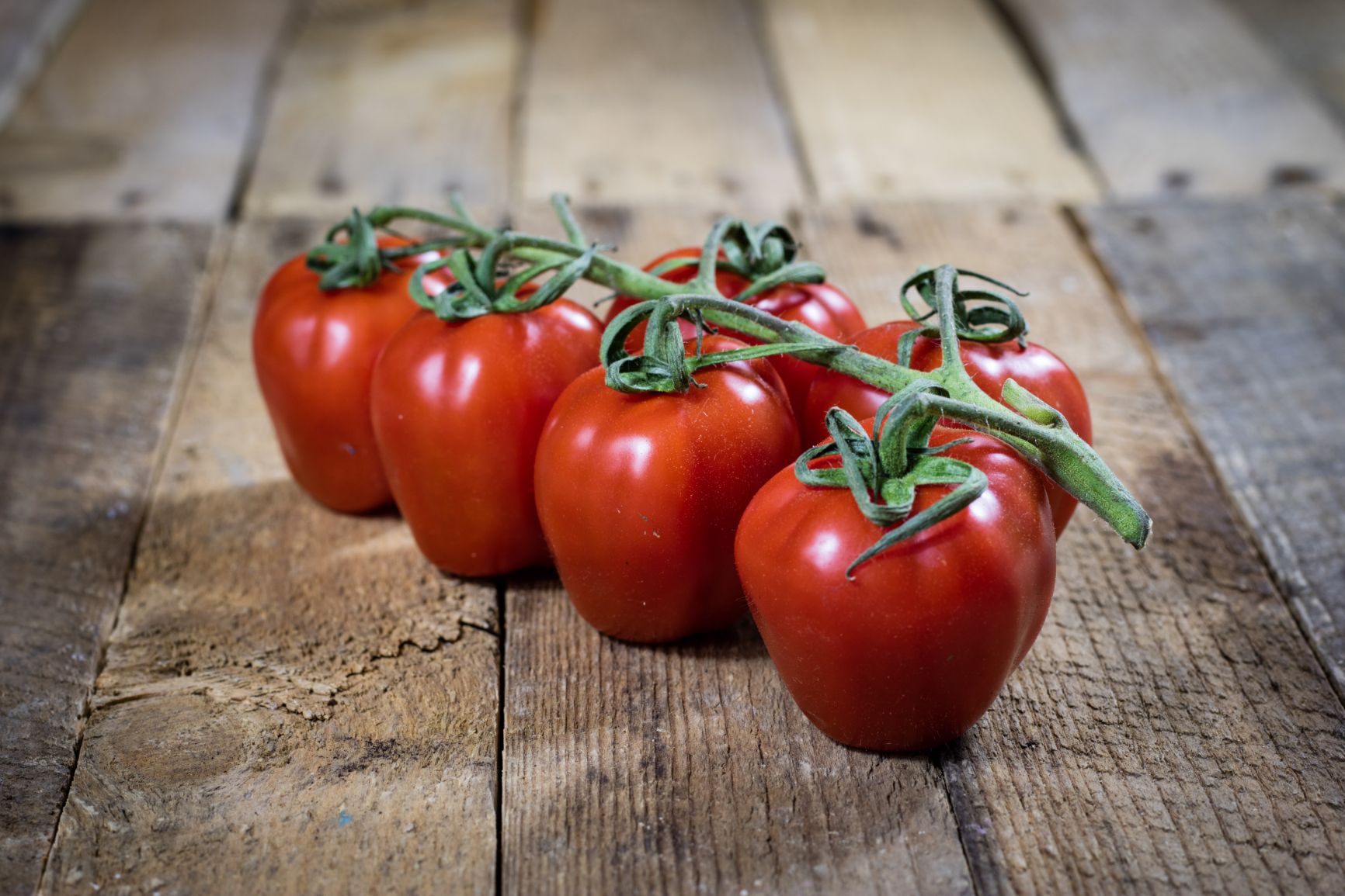 Pomodoro Piccadilly Verdura Online Gerarda Marcello